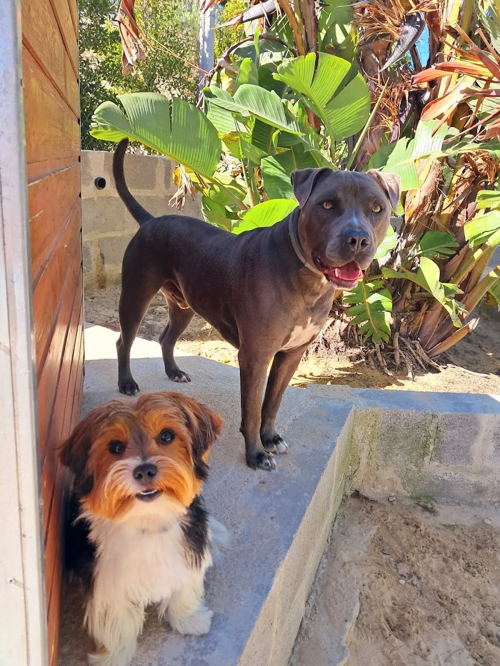 Dog Hotel - Hotel para cães - Lisbon pet otel görseli 3