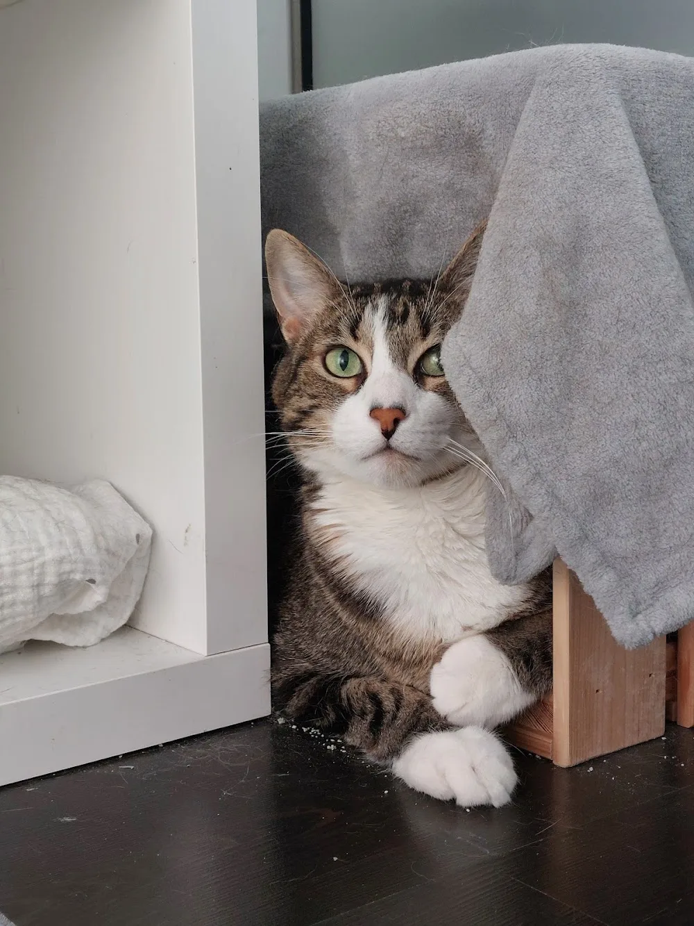 Hotel Mimos & Relax Cats - Lisbon pet otel görseli 3