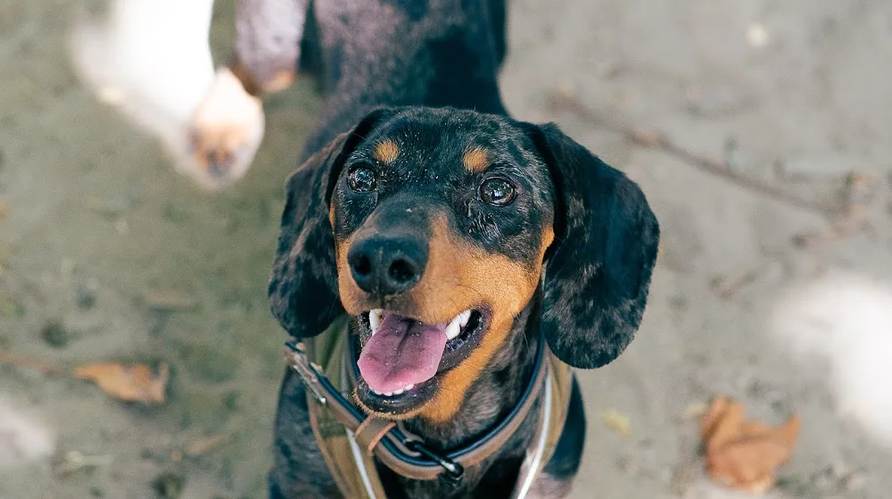 Pet sitter | Estadia familiar individual I Seu pet nosso único hóspede I pet sitting, daily care e passeios - Lisbon pet otel görseli 3