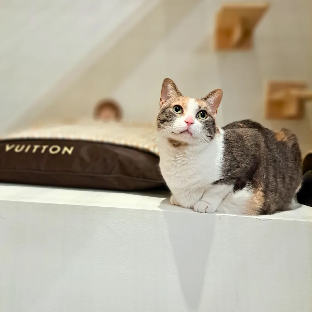 Petssionate Boutique Hotel - Lisbon pet otel görseli 3