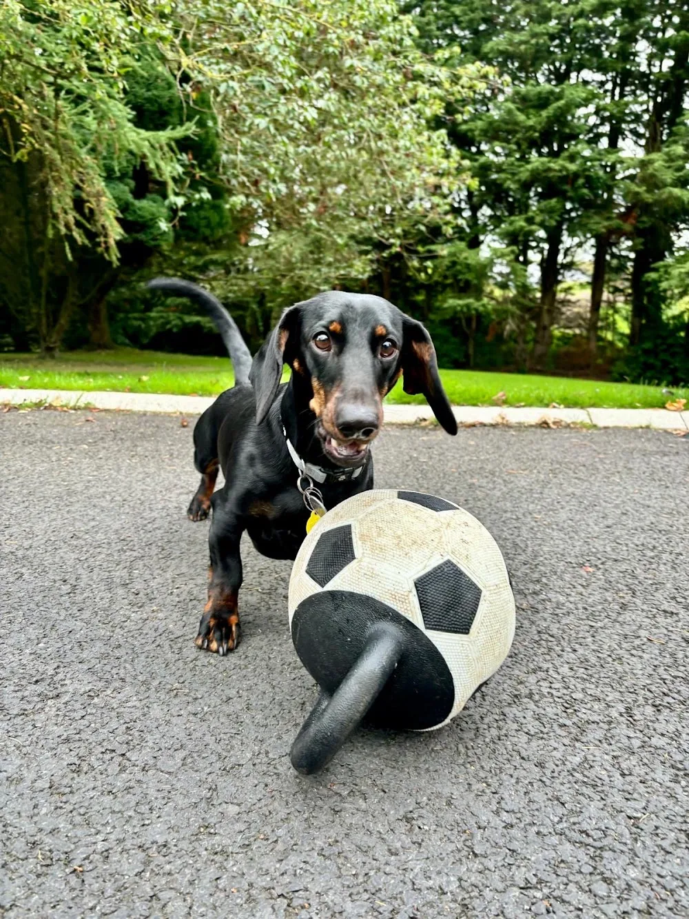 AM Boarding Kennels - Lisburn pet otel