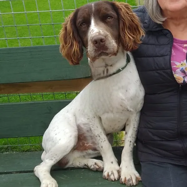 Birdrowe Gundogs - Lisburn pet otel görseli 4