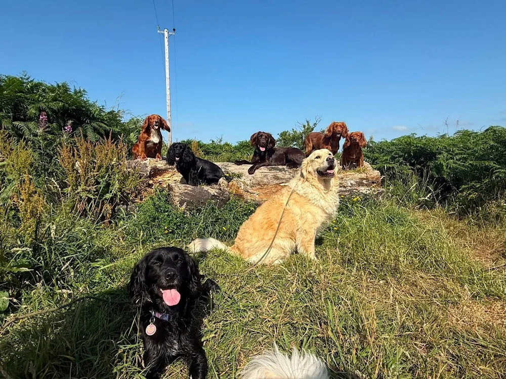 Copper Paws Kennels - Lisburn pet otel