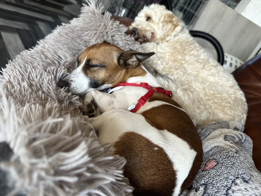 Miki's Home Doggy Day Care & Hotel - Lisburn pet otel