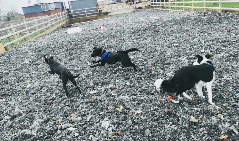 Miki's Home Doggy Day Care & Hotel - Lisburn pet otel görseli 3
