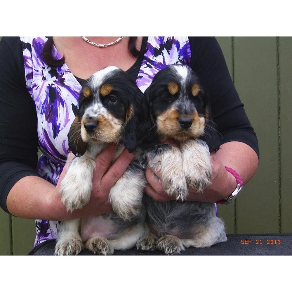 Thornbrook Kennels - Lisburn pet otel görseli 3