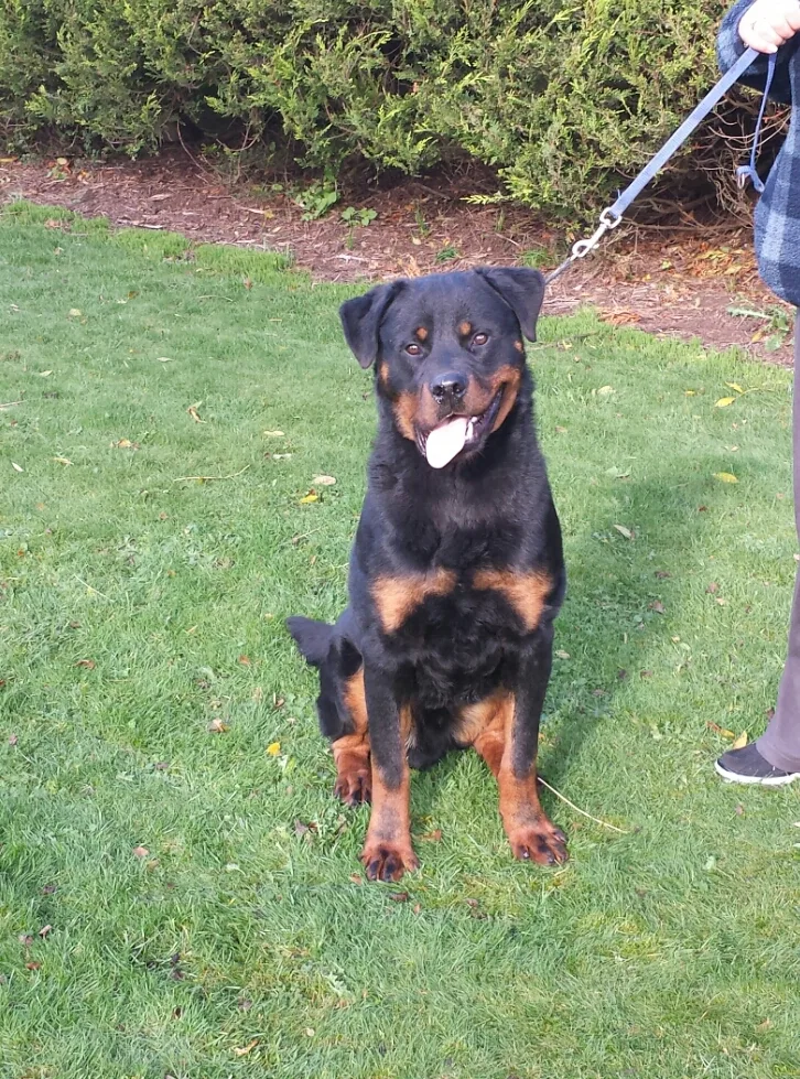 TIKARAM ROTTWEILERS - Lisburn pet otel