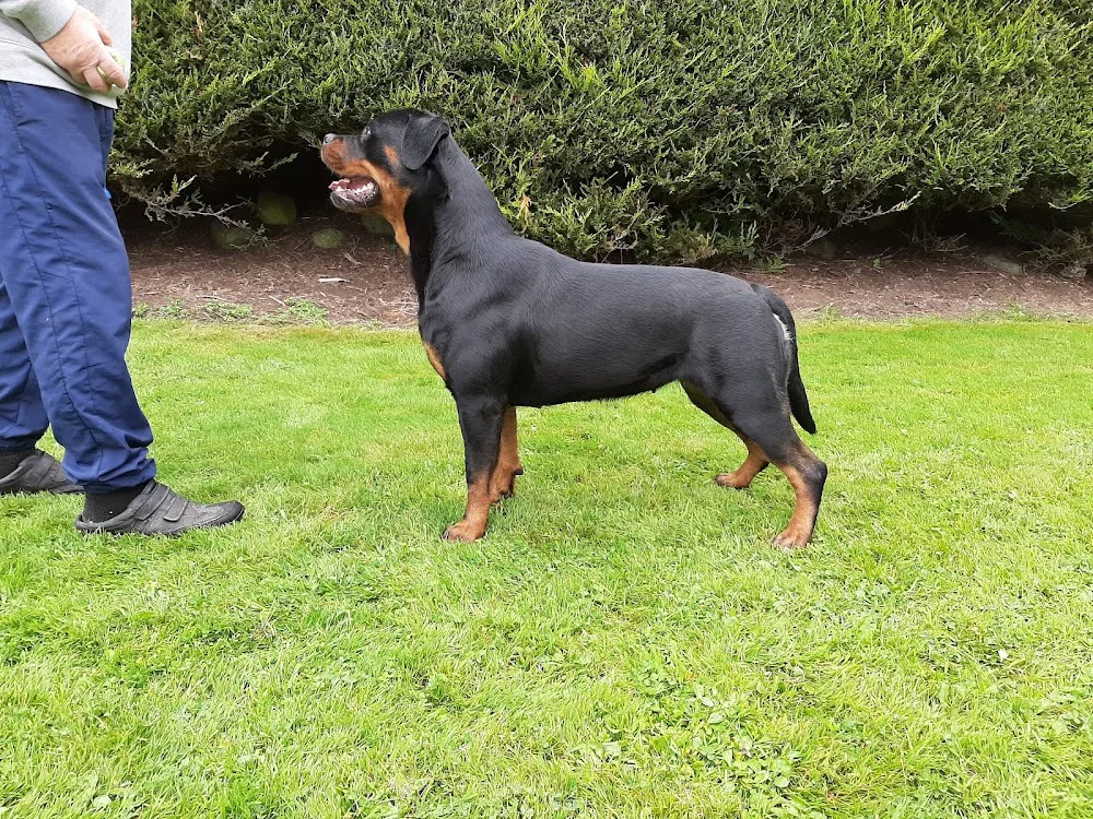 TIKARAM ROTTWEILERS - Lisburn pet otel görseli 3