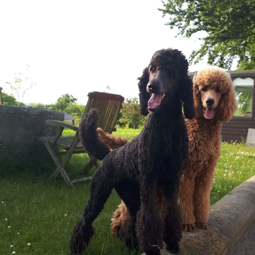 Veaghmount Kennels - Lisburn pet otel