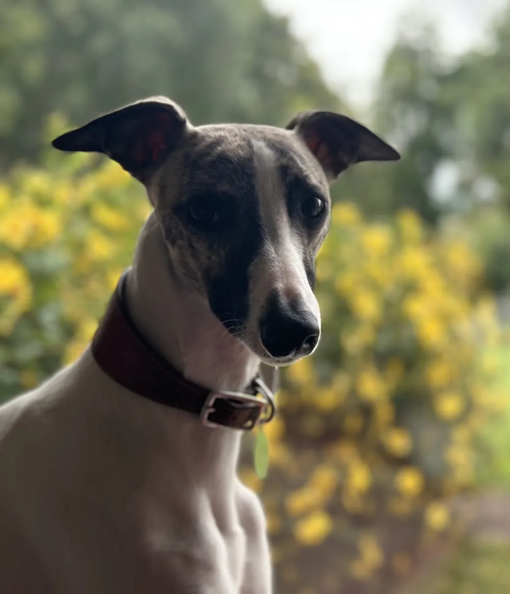 Veaghmount Kennels - Lisburn pet otel görseli 3