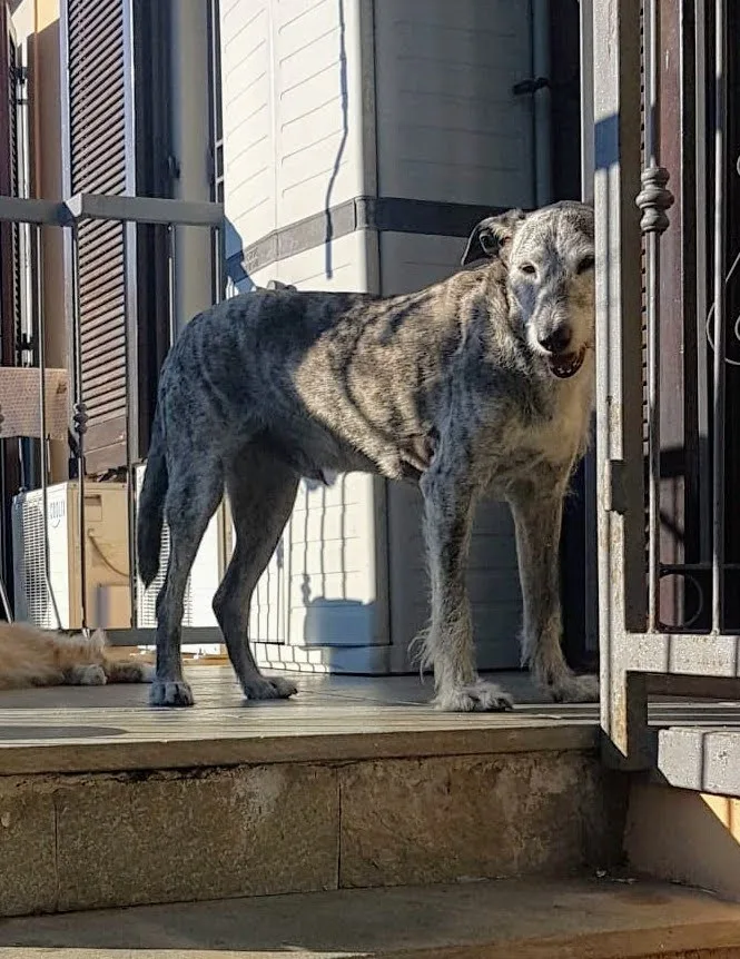 Dog Sitter Lissone The Dogs Hotel - Lissone pet otel