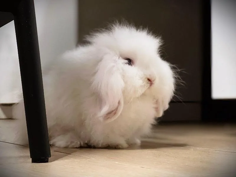 Non Due Ma Quattro Zampe | Toelettatura - Lavaggi - Pensione animali - Vendita Animali - Mangimi - Lissone pet otel görseli 3