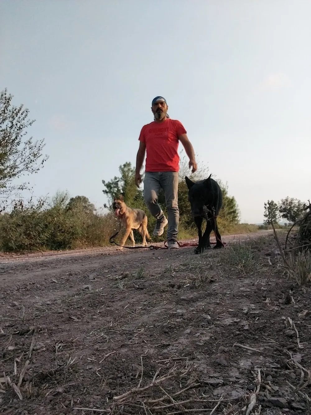 Little Paw Köpek Oteli - Sapanca pet otel görseli 3