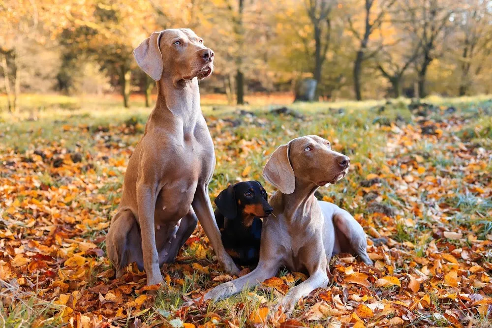 Dog's Country Village Livorno - Livorno pet otel