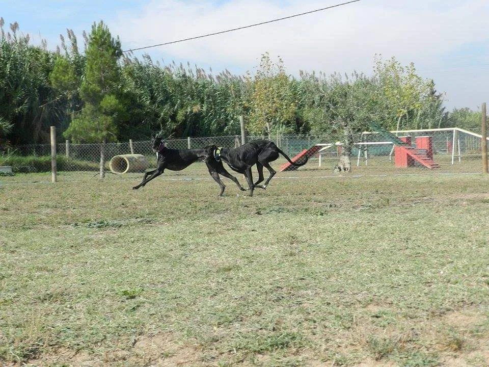 Club Canino Green House - Lleida pet otel görseli 3