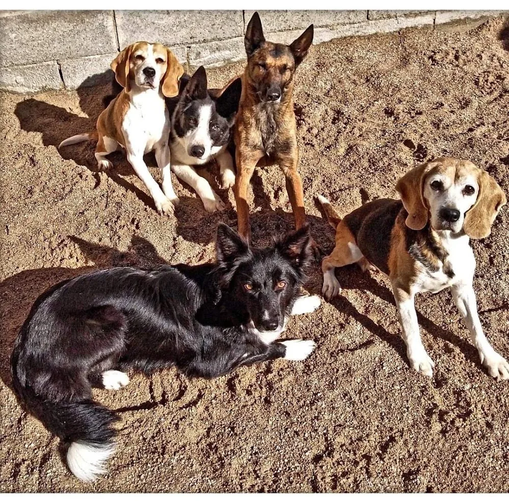 La Daga Educació i Residencia Canina - Lleida pet otel
