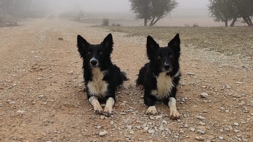 La Daga Educació i Residencia Canina - Lleida pet otel görseli 3