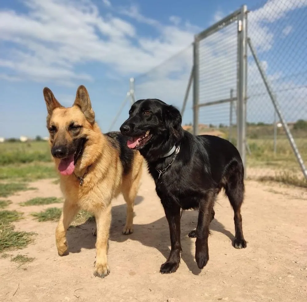 Residència Canina Can Natura - Lleida pet otel görseli 3