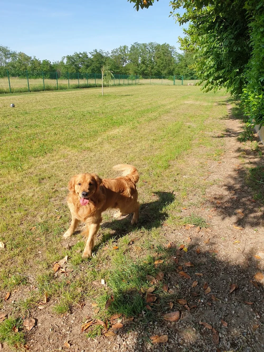 Il Meticcio Pensione Gatti E Cani - Lodi pet otel