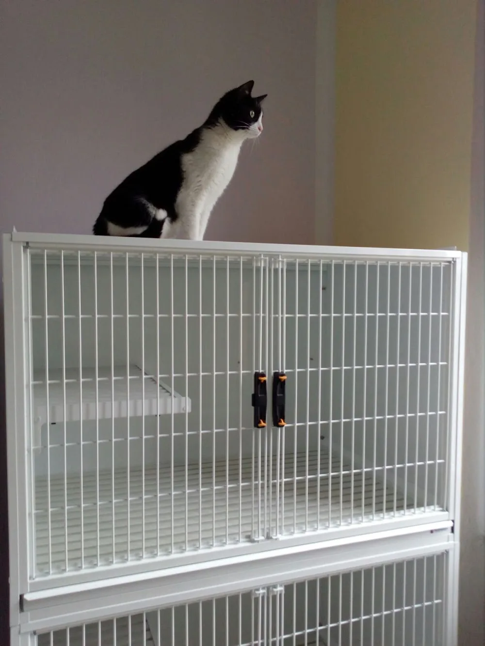 Micio in Vacanza - Lodi pet otel