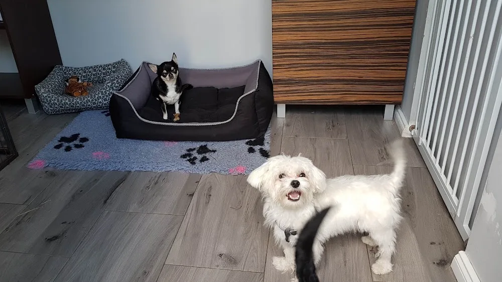 DOG CLUB Łódź Hotel dla Zwierząt u Zoopsychologa - Łódź pet otel görseli 3