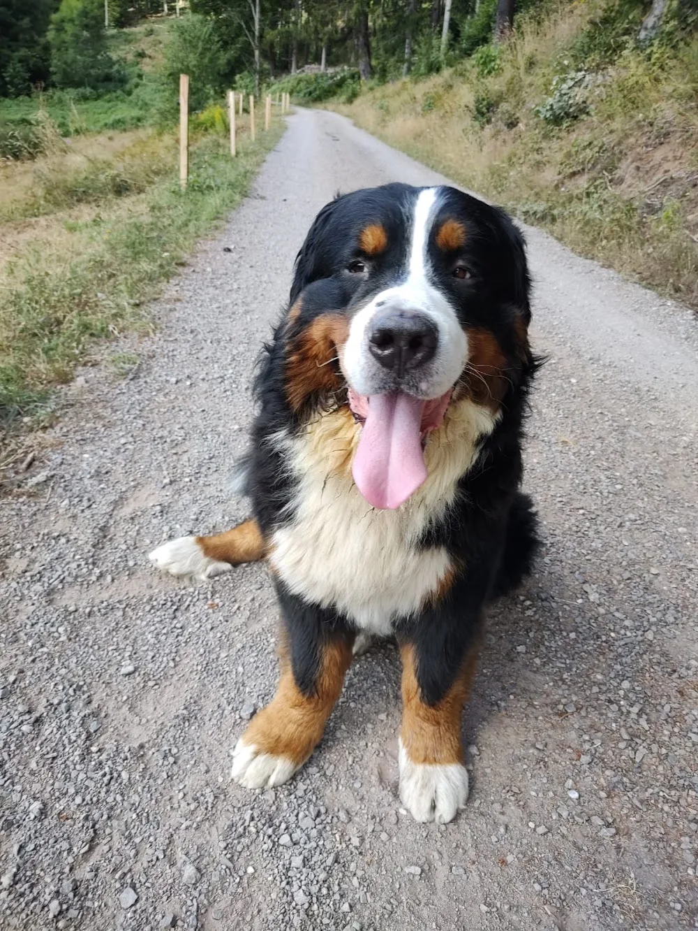 Berner Sennenhunde Zucht von Siekers Wiesen und Hundepension Gaby Reptowski - Löhne pet otel