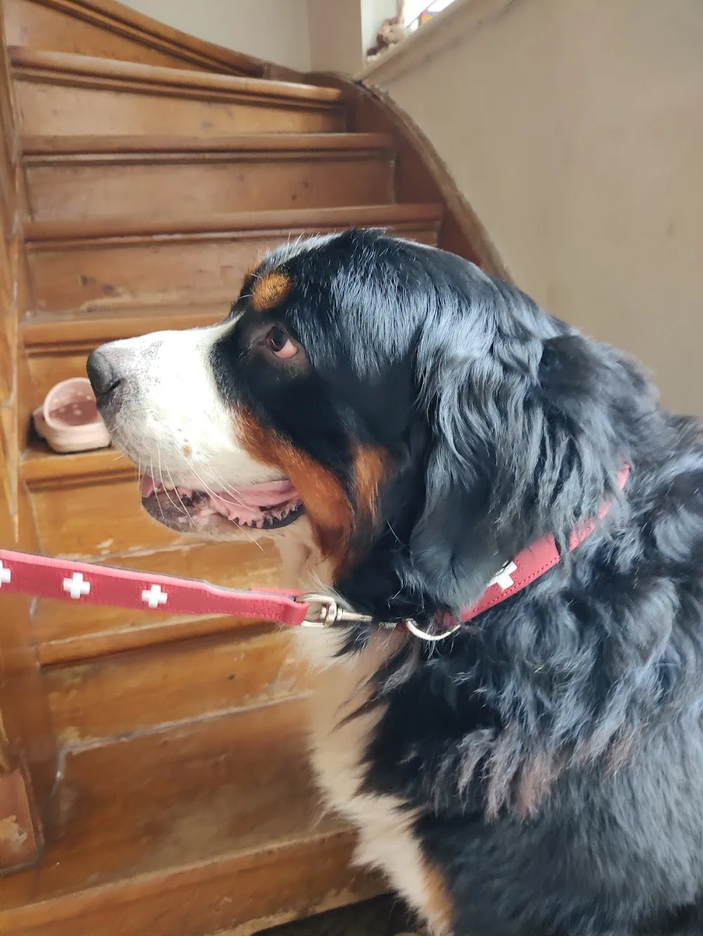 Berner Sennenhunde Zucht von Siekers Wiesen und Hundepension Gaby Reptowski - Löhne pet otel görseli 3