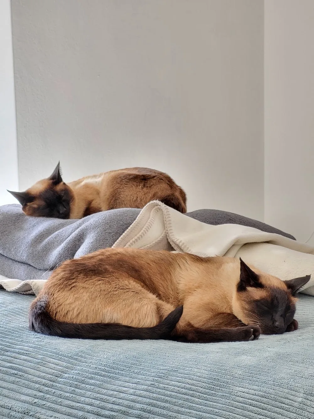 Ein Herz für vier Pfoten - Kleintierbetreuung - Löhne pet otel