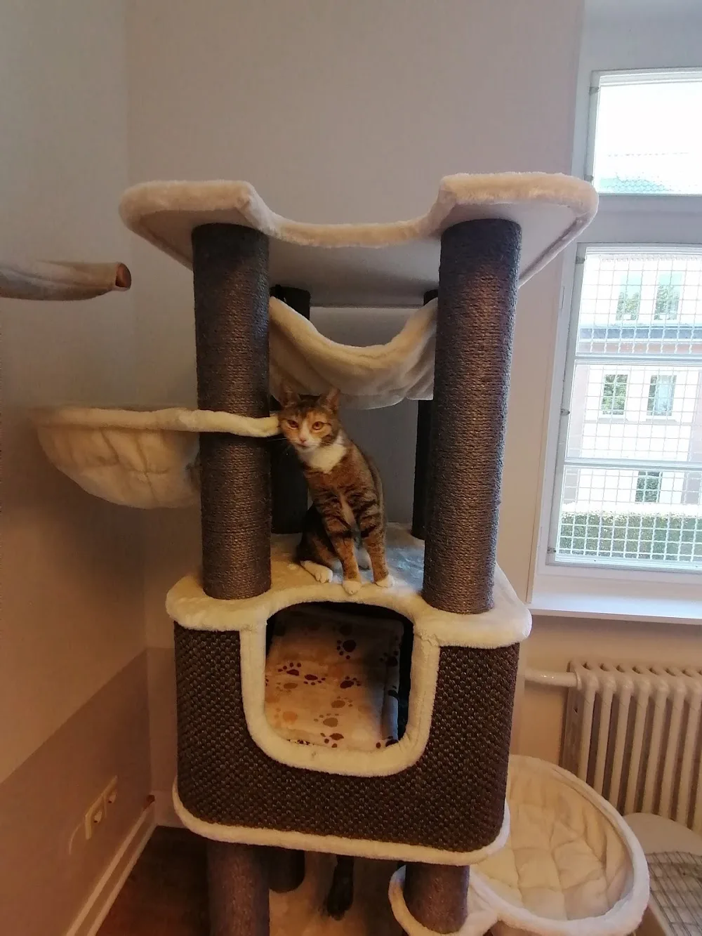 Holtmann's Katzenvilla - Löhne pet otel görseli 3