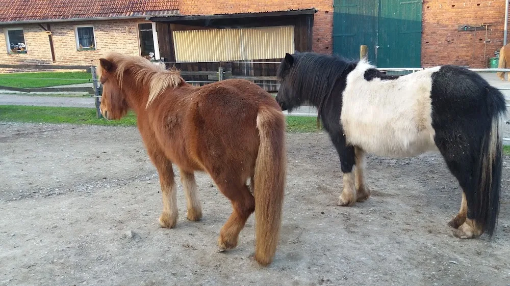 Hunde- und Katzenpension und Islandpferdehof G. Schneider - Löhne pet otel görseli 3