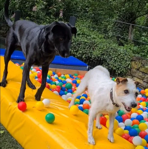 Hundepension HEDI - Bad Salzuflen - Löhne pet otel görseli 7