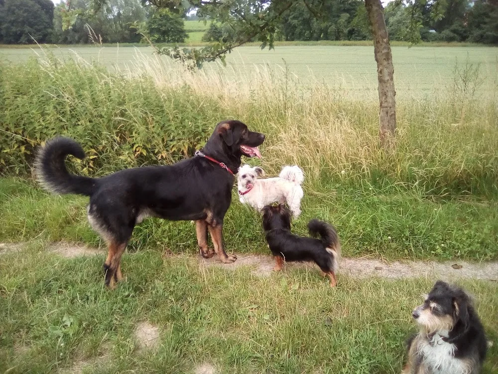 Hundepension L&L Nadine Adriaans-Hülsmann - Löhne pet otel görseli 2
