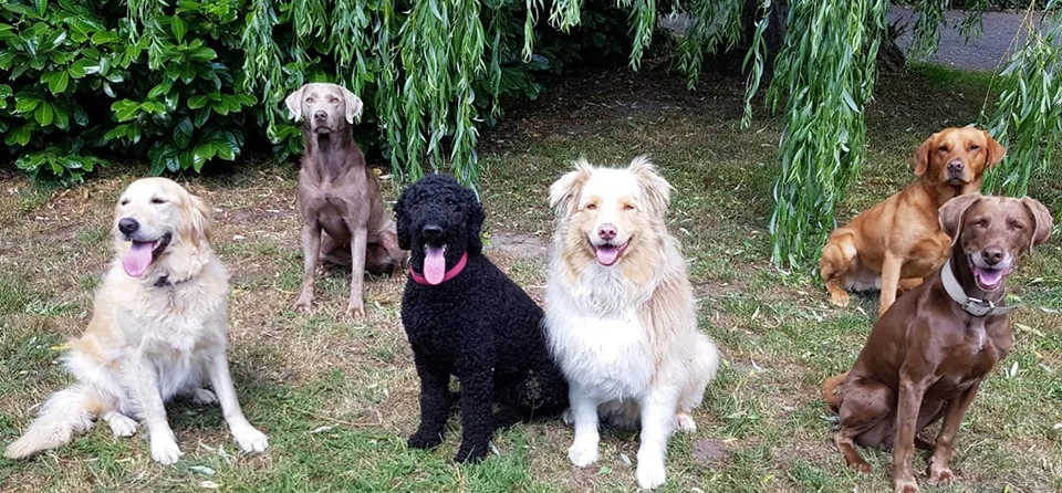 Hundeschule Hopen & Hundehotel Hopen - Löhne pet otel