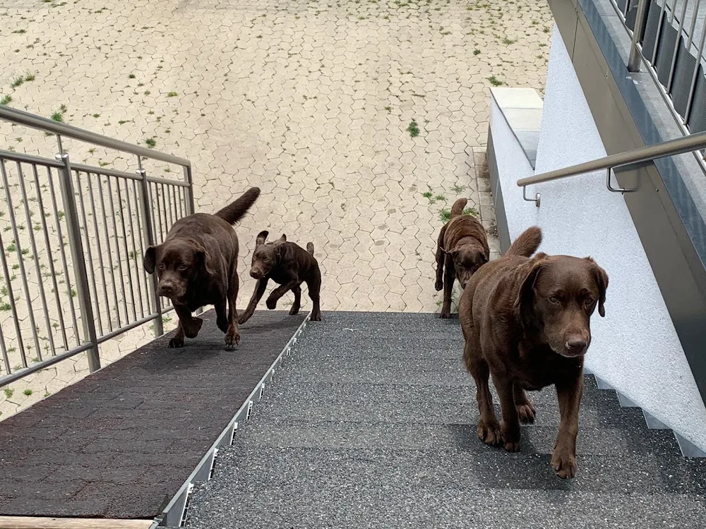 Hundevilla-Pappelweg - Löhne pet otel görseli 3