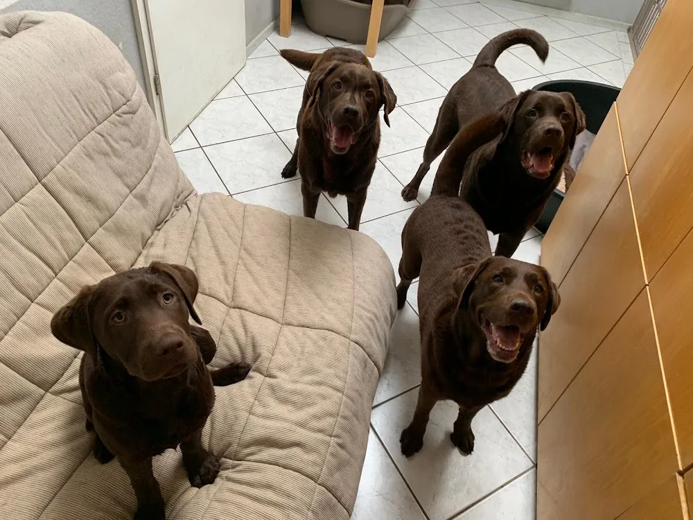 Hundevilla-Pappelweg - Löhne pet otel görseli 6