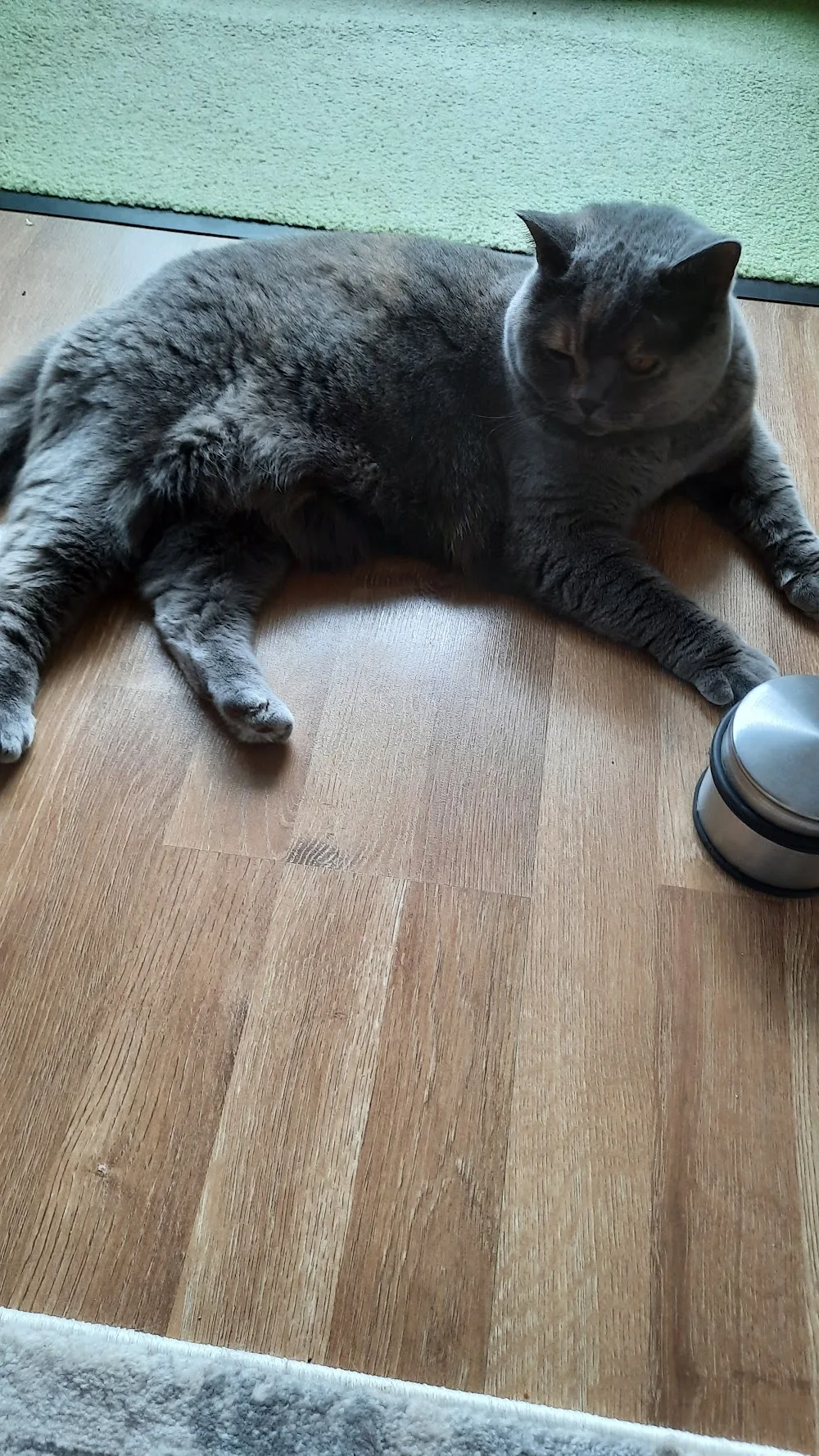Katzenpension "Das Katzenhaus" - Löhne pet otel görseli 7