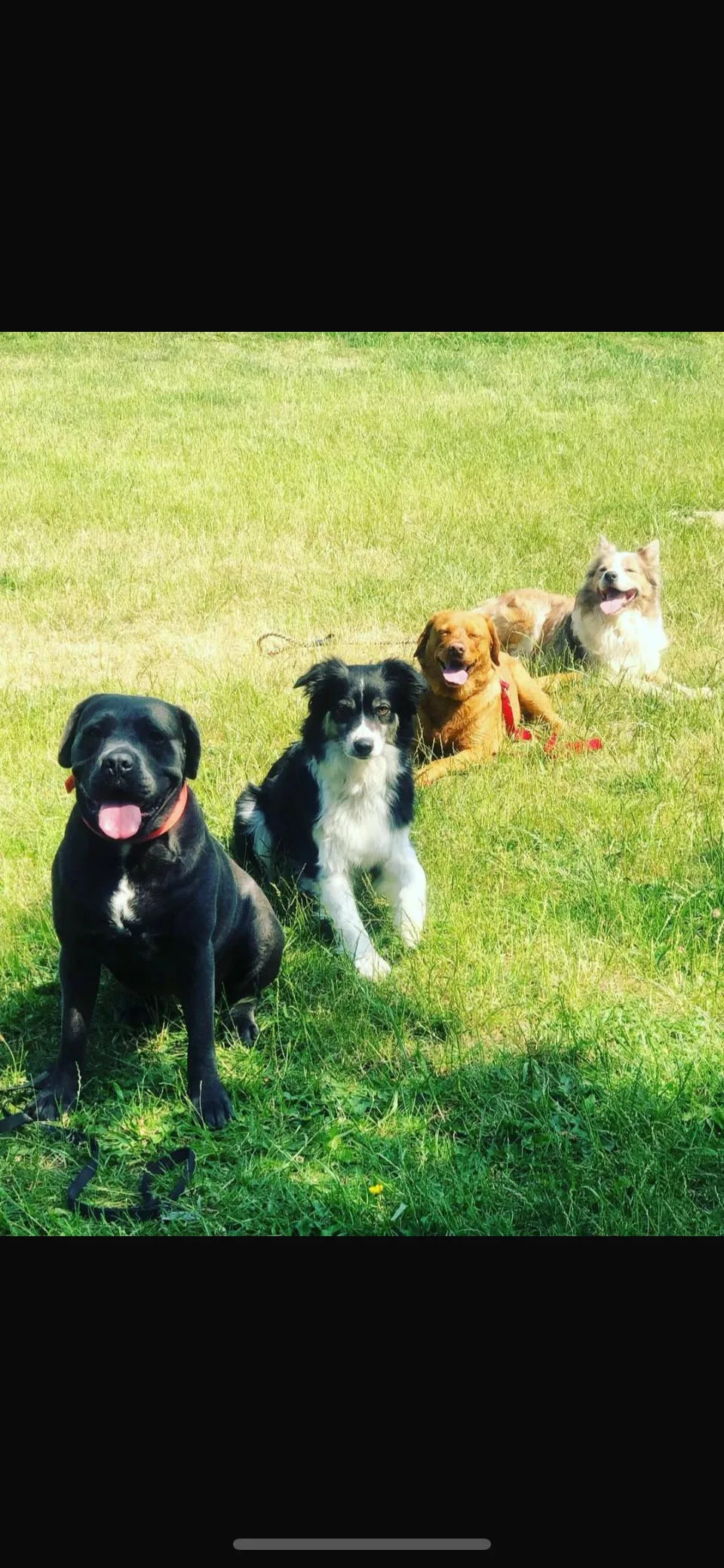 Mügges Top Dog Löhne Hundeschule & Hundepension/ Hundebetreuung/ Hundetagesstätte - Löhne pet otel