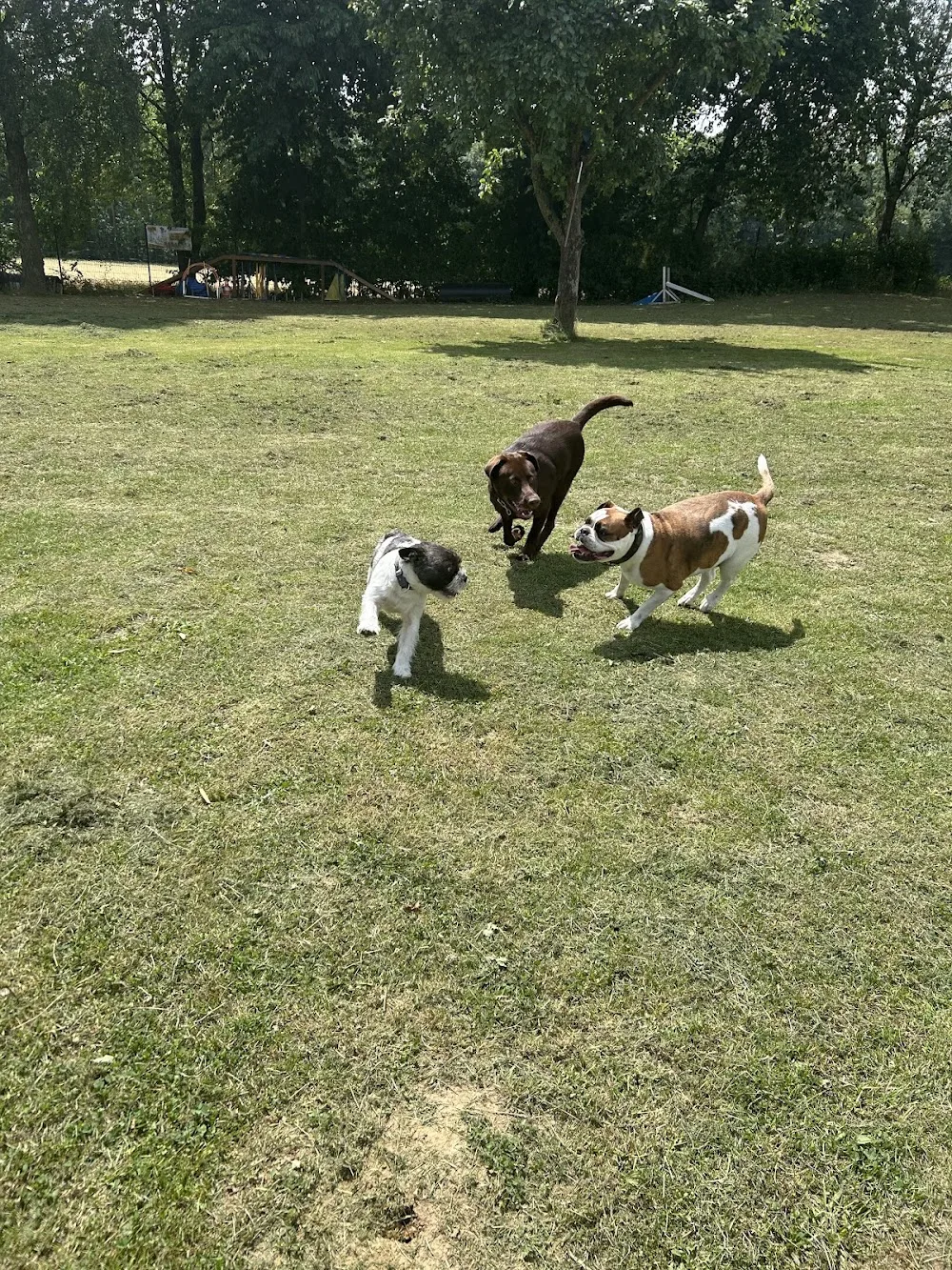 Mügges Top Dog Löhne Hundeschule & Hundepension/ Hundebetreuung/ Hundetagesstätte - Löhne pet otel görseli 7