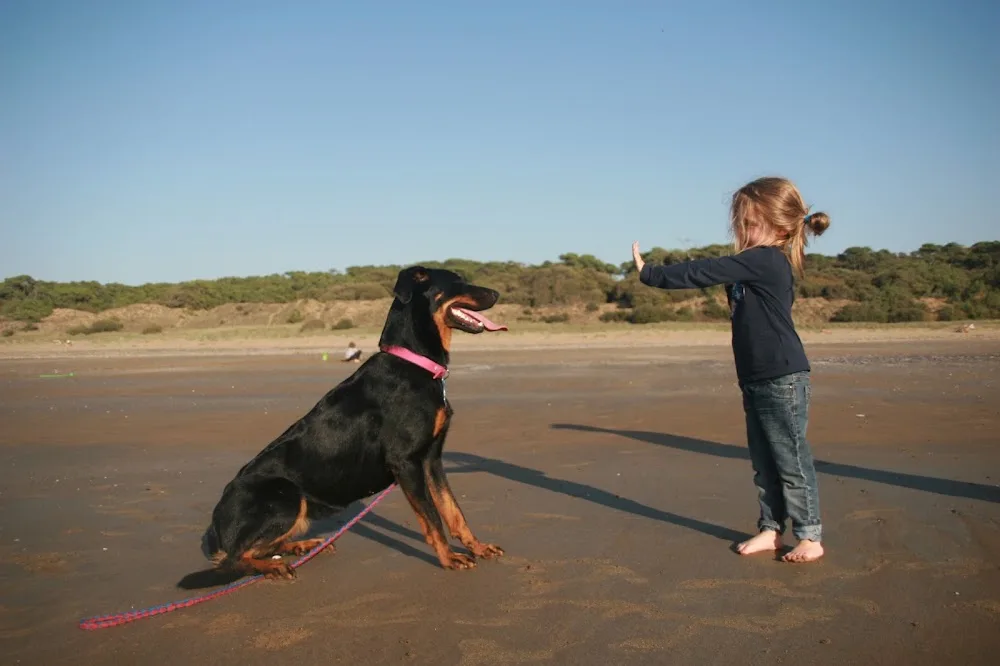 4pattes44 - Loire-Atlantique pet otel