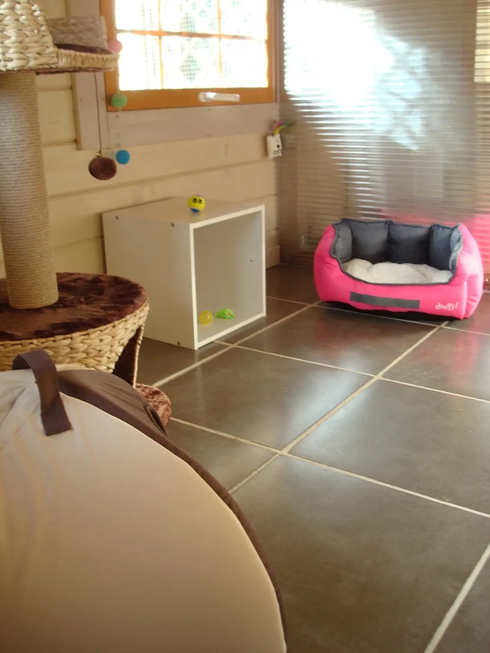 Au Songe du chat - pension pour chats proche d'Ancenis - Loire-Atlantique pet otel