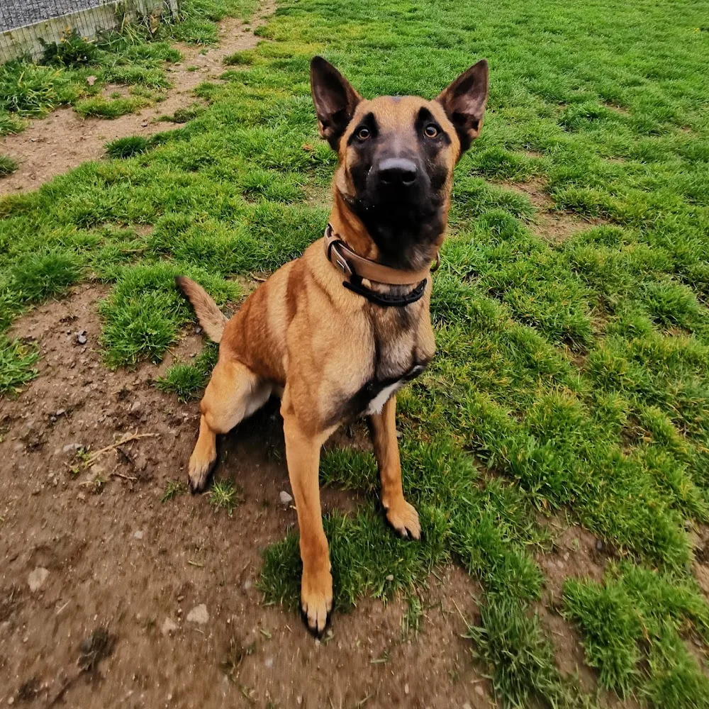 AUBERGE CANINE DE L'ÉDEN ANIMAL - Loire-Atlantique pet otel görseli 7