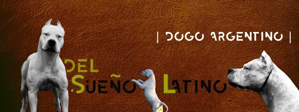Élevage canin et pension canine Del Sueño Latino à Jans (Loire Atlantique 44) - Loire-Atlantique pet otel