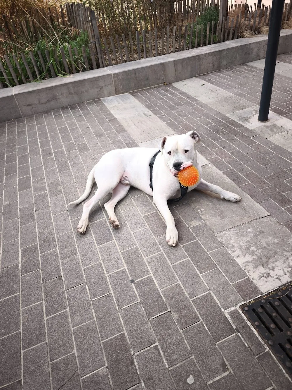 Élevage canin et pension canine Del Sueño Latino à Jans (Loire Atlantique 44) - Loire-Atlantique pet otel görseli 3