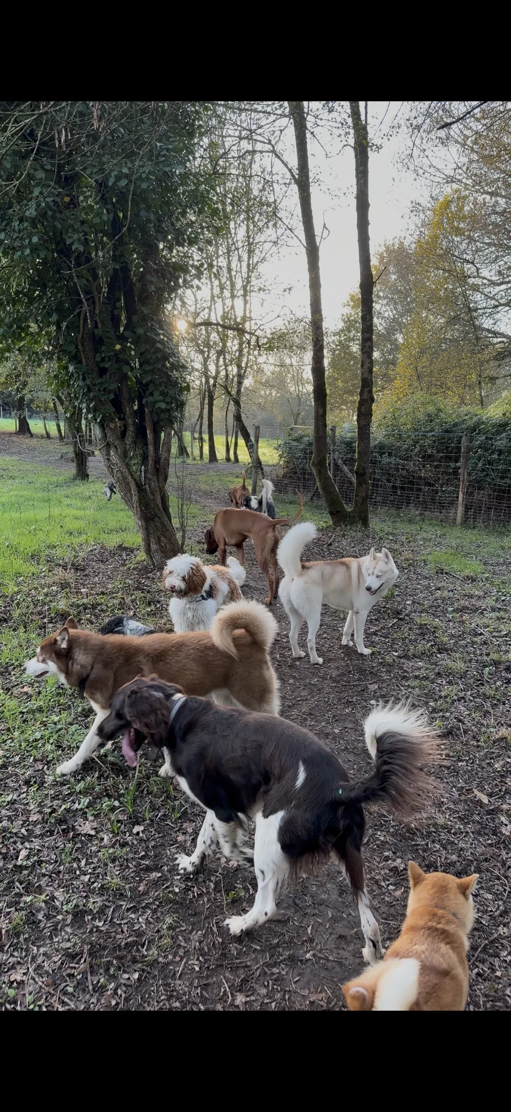 Élevage du château de la pâtissière - Loire-Atlantique pet otel görseli 3