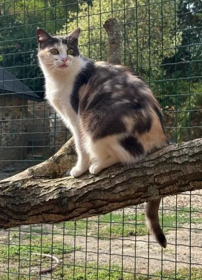 Hakuna matata pension pour chat - Loire-Atlantique pet otel görseli 2