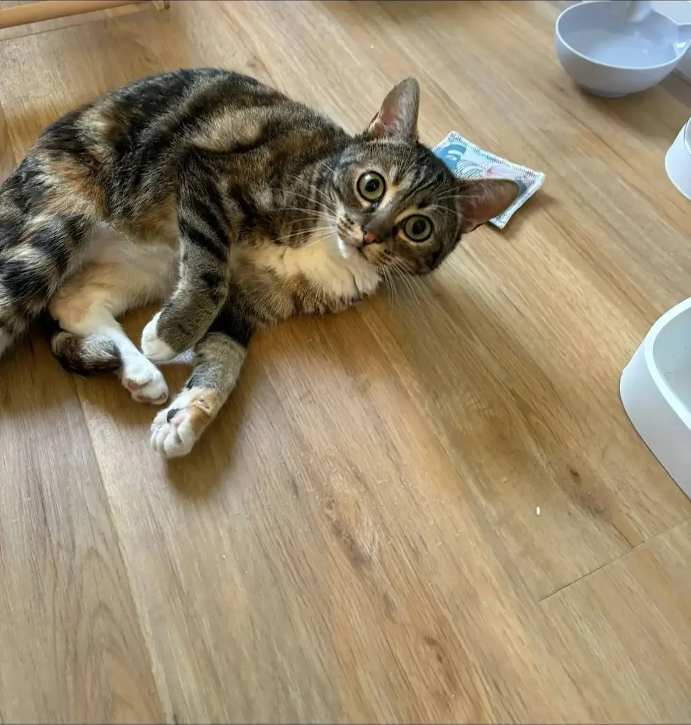 Hakuna matata pension pour chat - Loire-Atlantique pet otel görseli 3