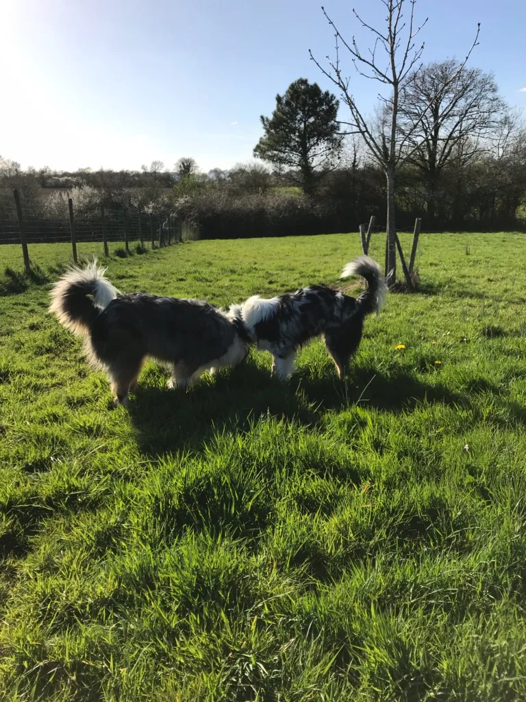 Le Domaine de la Foret - Loire-Atlantique pet otel