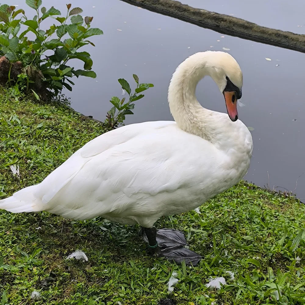 Le Domaine de Touffu - Loire-Atlantique pet otel görseli 4