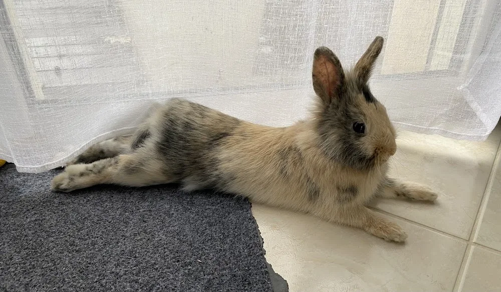 Les soins de Jenny Garde d'animaux - massage - comportementaliste félin - Loire-Atlantique pet otel görseli 3