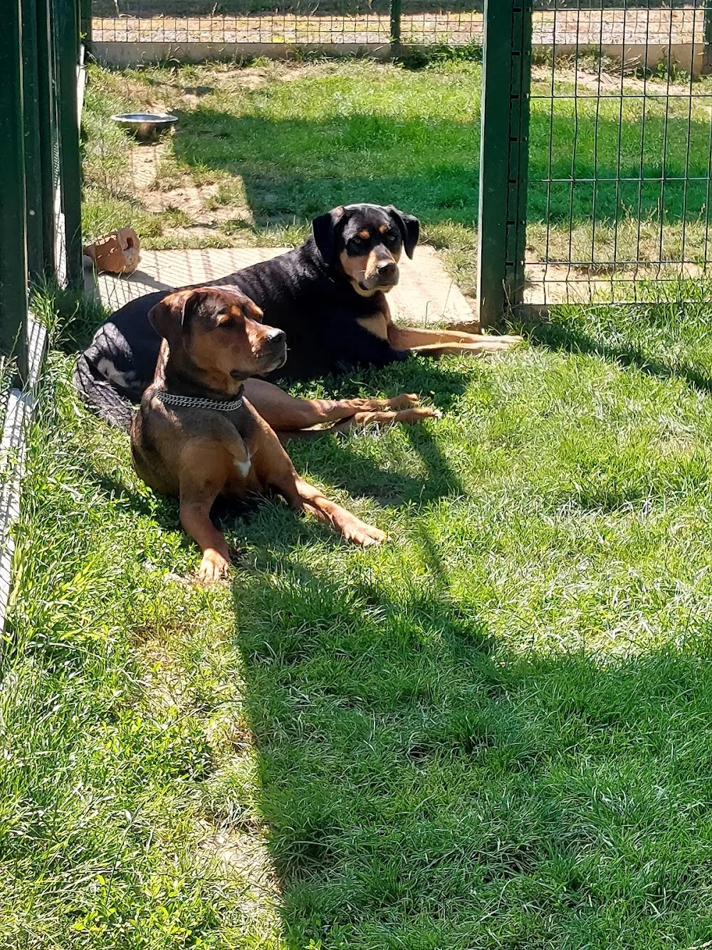 PENSION CANINE DU BORDAGE- SARL GUINAUDEAU MS- ELEVAGE DU CLAN D'ARELLYAN BULLDOG CONTINENTAL - Loire-Atlantique pet otel görseli 3